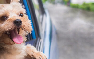 All You Need to Know About Pet Chauffeurs in Dallas