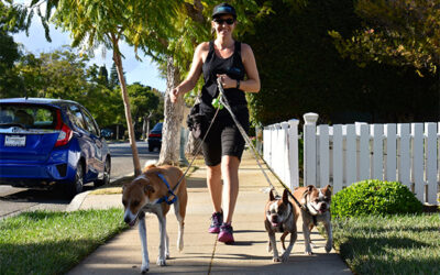 5 Reasons to Avail Dog Walking Services in Dallas for Your Furry Pal