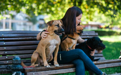 Here’s, How Can Dog Sitter in Dallas Help with Your Pet’s Health?