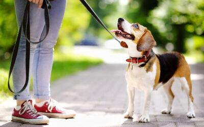 7 Dog Walking Mistakes You Don’t Realize You’re Making