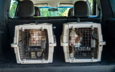 7 Important Questions to Ask a Pet Transportation Company Before Hiring