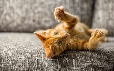 6 Things to Consider Before Hiring a Cat Sitter in Dallas