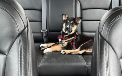 What to Consider Before Hiring Pet Chauffeurs in Dallas