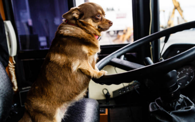 Is Choosing Pet Chauffeurs Safe for Your Pet?