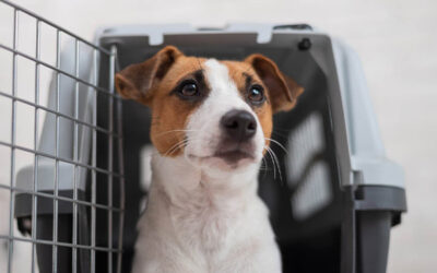 Should You Hire Air or Ground Door-to-Door Pet Transportation Services