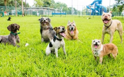 Top 7 Dog-Friendly Parks in Dallas for Walking Your Pup