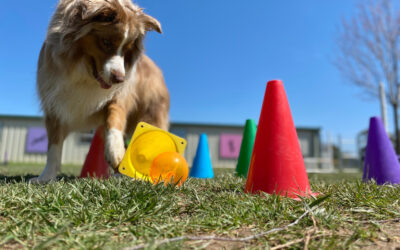 What to Know Before Dropping Your Pet to Doggie Daycare