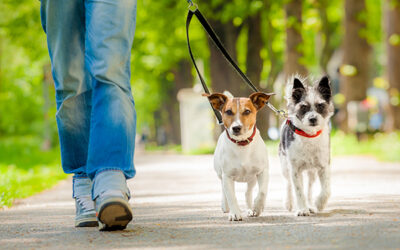 Here’s How to Get Your Pup Ready for Dog Walking in Dallas, Texas