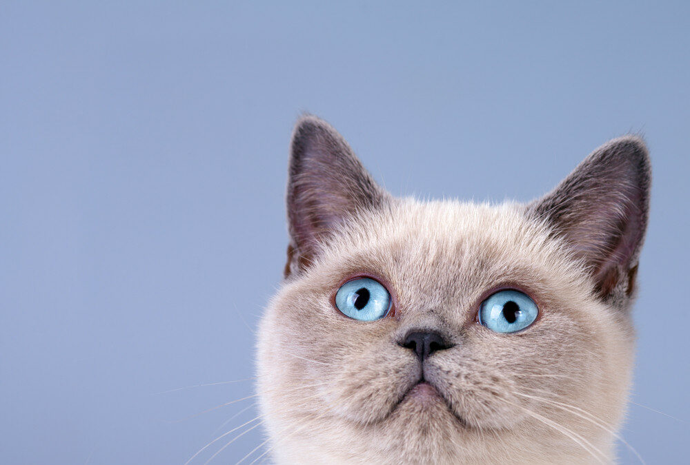 Your Cat Can Get Anxious: Here’s How to Prepare for Time Away From Home
