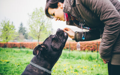 The Top Behavioral Benefits of Walking Your Dog Consistently