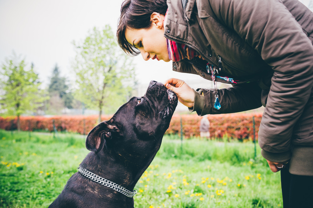 The Top Behavioral Benefits of Walking Your Dog Consistently