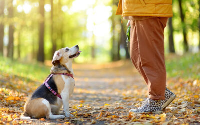 How Dog Walking Services Can Help Curb Your Pet’s Boredom