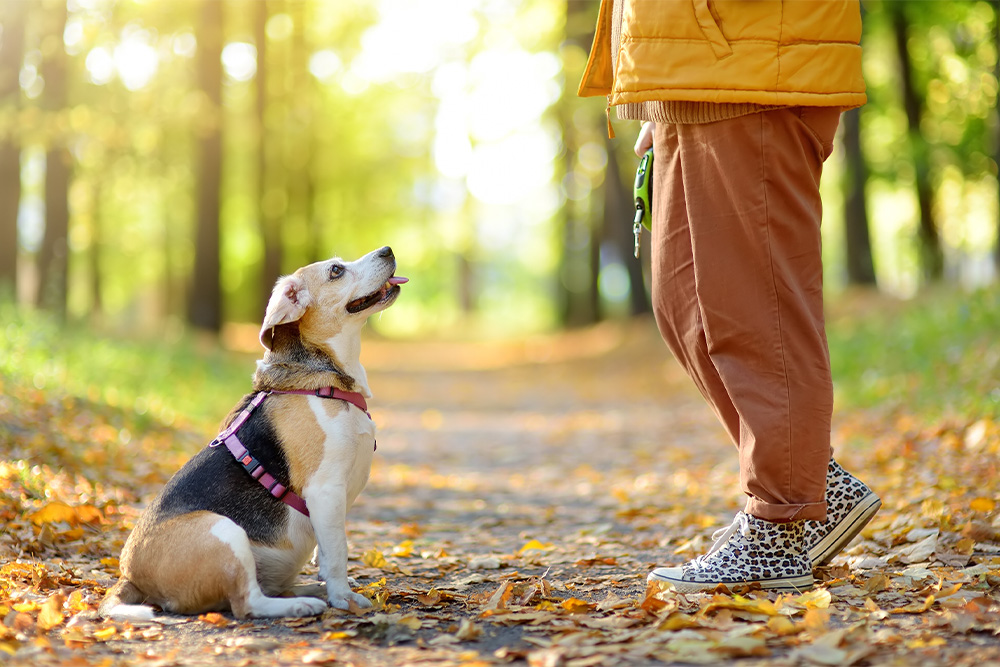 How Dog Walking Services Can Help Curb Your Pet’s Boredom