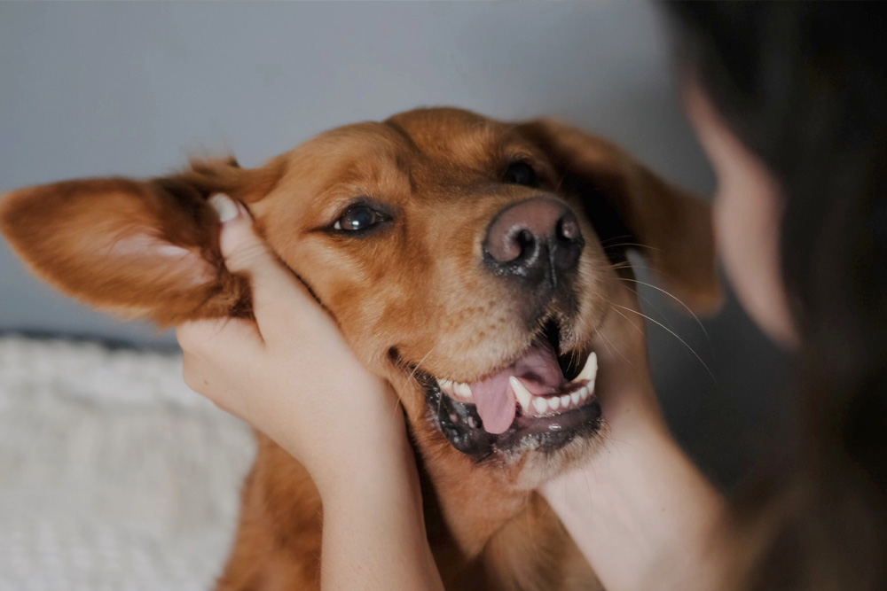 Vacation with Dogs? Why You Should Hire a Pet Sitter Instead