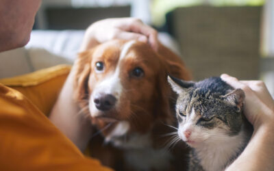 How Much Does a Pet Sitter Cost in Dallas?