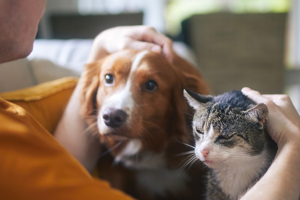 How Much Does a Pet Sitter Cost in Dallas?