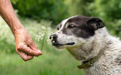 Why Your Dog Needs to Smell Everything