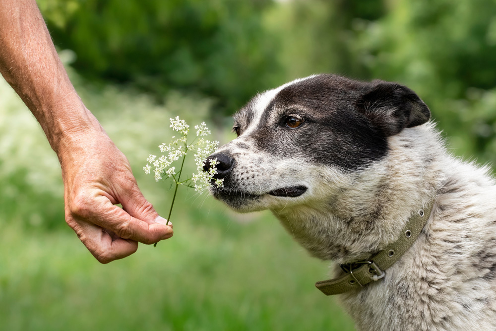 Why Your Dog Needs to Smell Everything