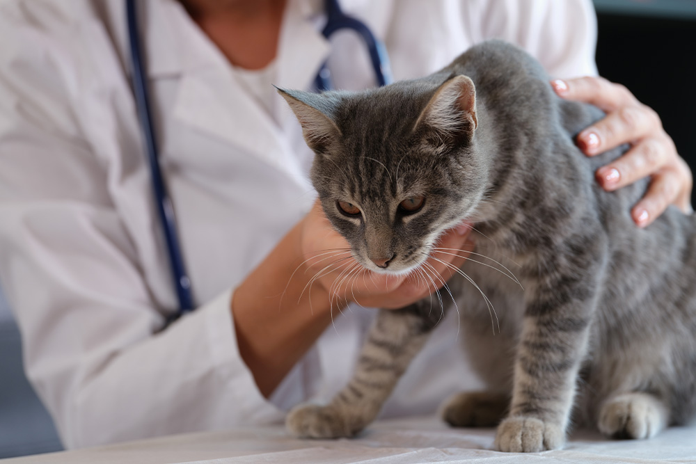 cat at the vet