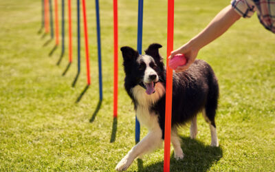 The Complete Guide to Exercise for Your Dog