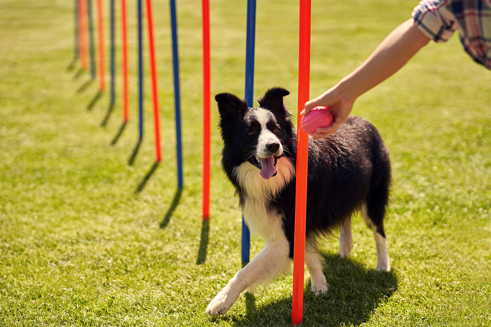 The Complete Guide to Exercise for Your Dog