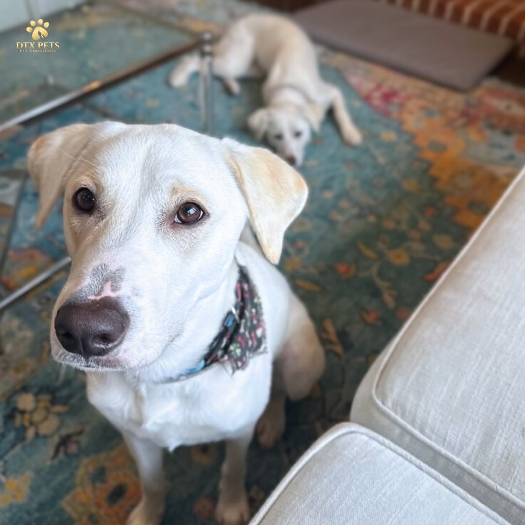 Preston Hollow dog sitter with two golden labs