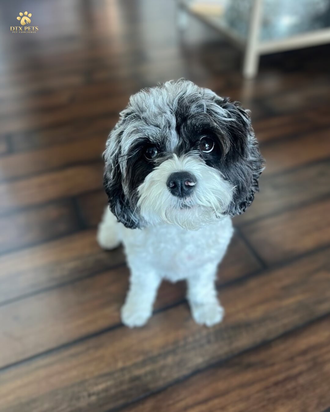 477926685_18065363656909356_5518511952228259194_n Preston Hollow pet sitter with small dog