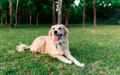 Spring and Easter Activities to Enjoy with Your Pet