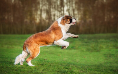 Understanding Large Breed Dog Exercise Needs