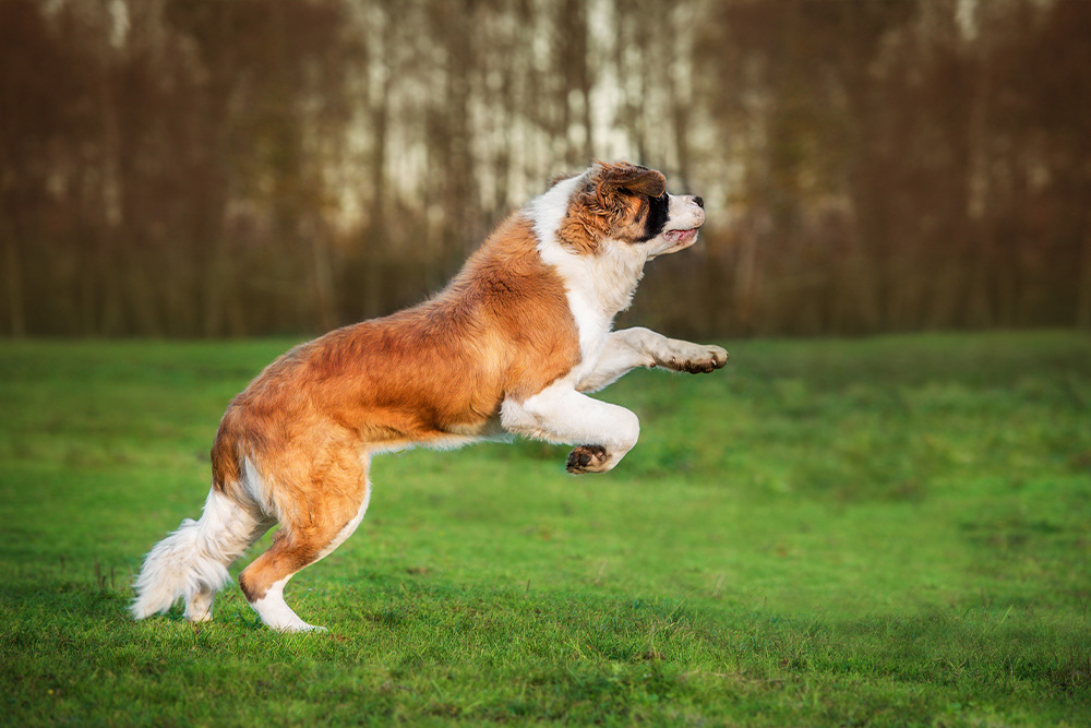 Understanding Large Breed Dog Exercise Needs