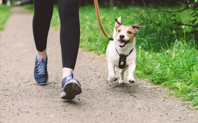 Your Trusted Partner for Dog Walking in Dallas, TX