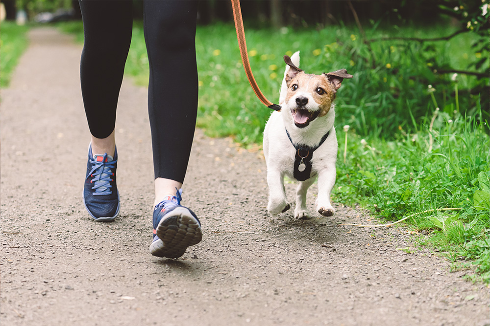 Your Trusted Partner for Dog Walking in Dallas, TX