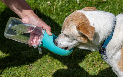 How a Dog Walker Can Help Spot Health Problems