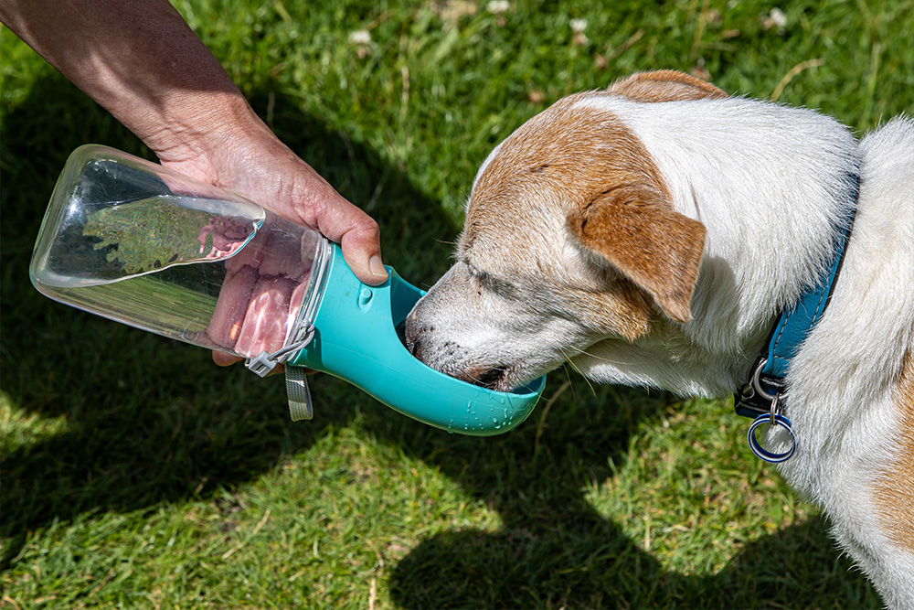How a Dog Walker Can Help Spot Health Problems