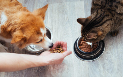 Why Nutrition Matters: A Healthier Life Starts with the Right Bowl