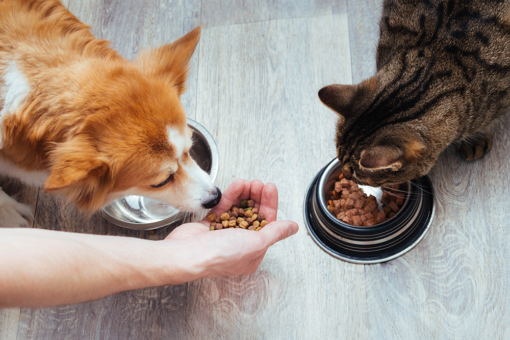Why Nutrition Matters: A Healthier Life Starts with the Right Bowl