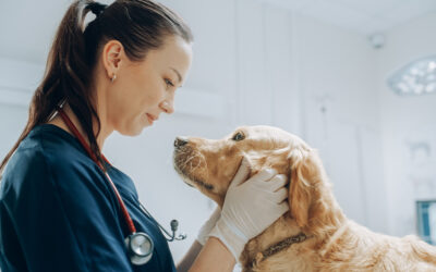 The Importance of Vaccinations and Routine Veterinary Care for Your Pet