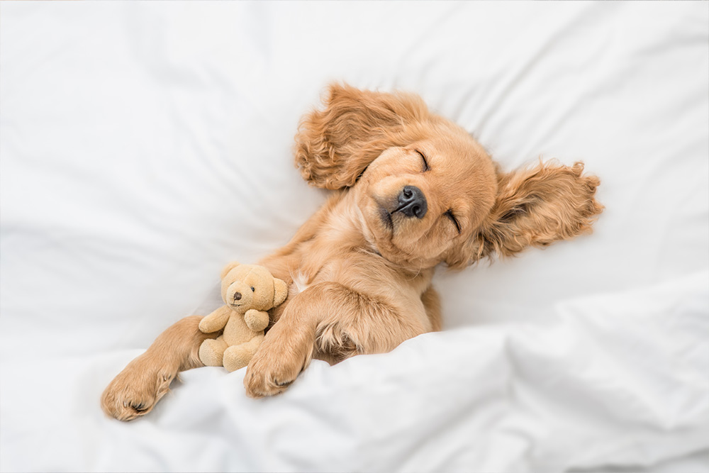 Exploring CBD Benefits for Canine Health