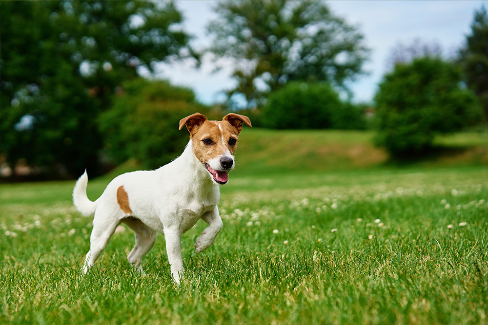 Summer Pet Care: Ensuring Safe Walks in Hot Weather