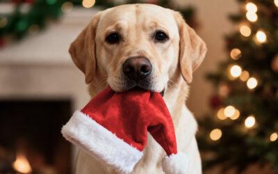 Beyond the Turkey: An Essential Guide to Holiday Safety Hazards for Dallas Pets