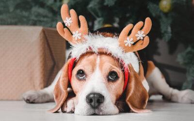 Calming the Chaos: How to Manage Pet Stress During Holiday Celebrations