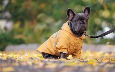 How Often Does a Dog Really Need to Be Walked