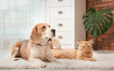 Tips for Managing a Multi-Pet Household