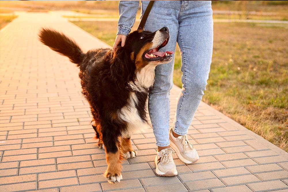 How Routine Walks Support Your Dog’s Mental Health