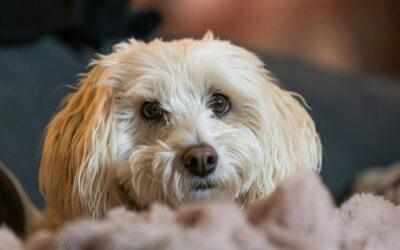 Essential Pet Safety and Exercise Tips for the Dallas Winter