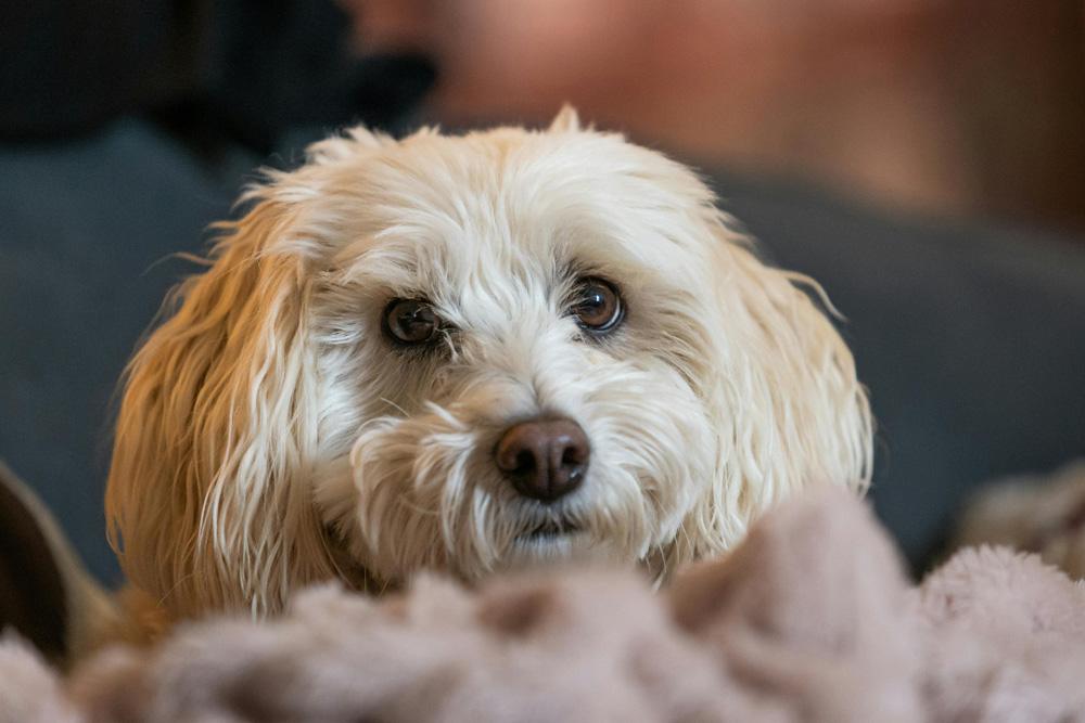 Essential Pet Safety and Exercise Tips for the Dallas Winter