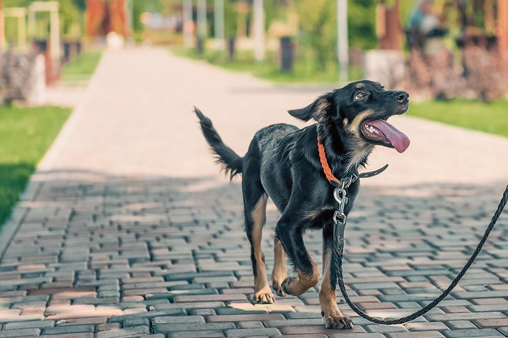 The Essential Guide to Protecting Your Pet as the Texas Sun Intensifies