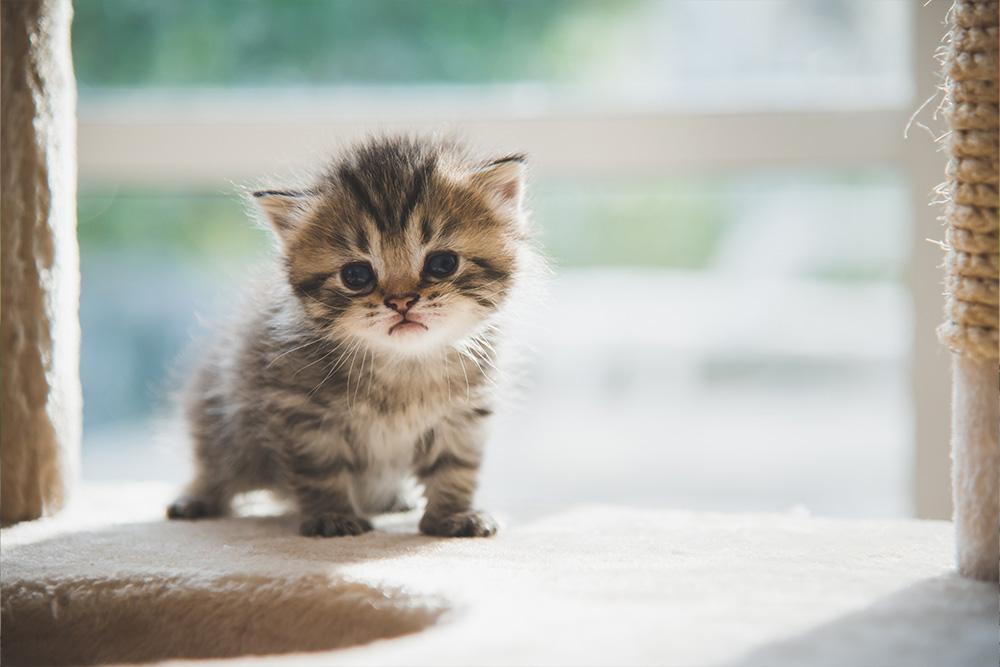 What Every North Texas Resident Should Know About Kitten Season