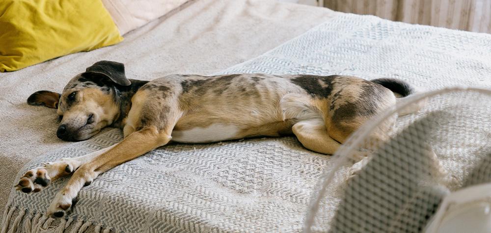 Keeping Pets Comfortable During Long, Hot Days at Home