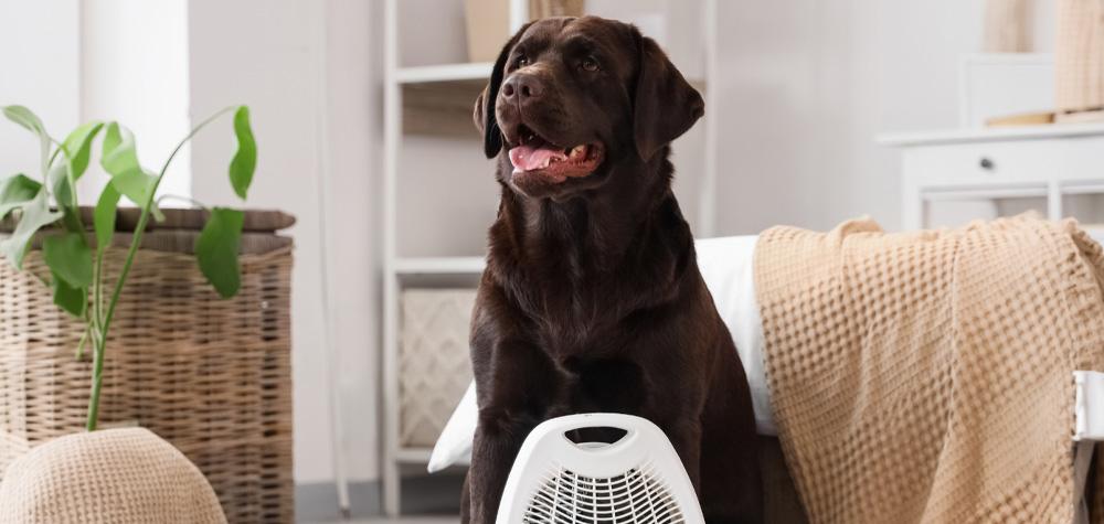 Beating the Dallas Heat: A Guide to Keeping Your Pet Cool All July Long